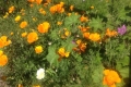 Wildblumen Anfang April 2017 - 2jpg